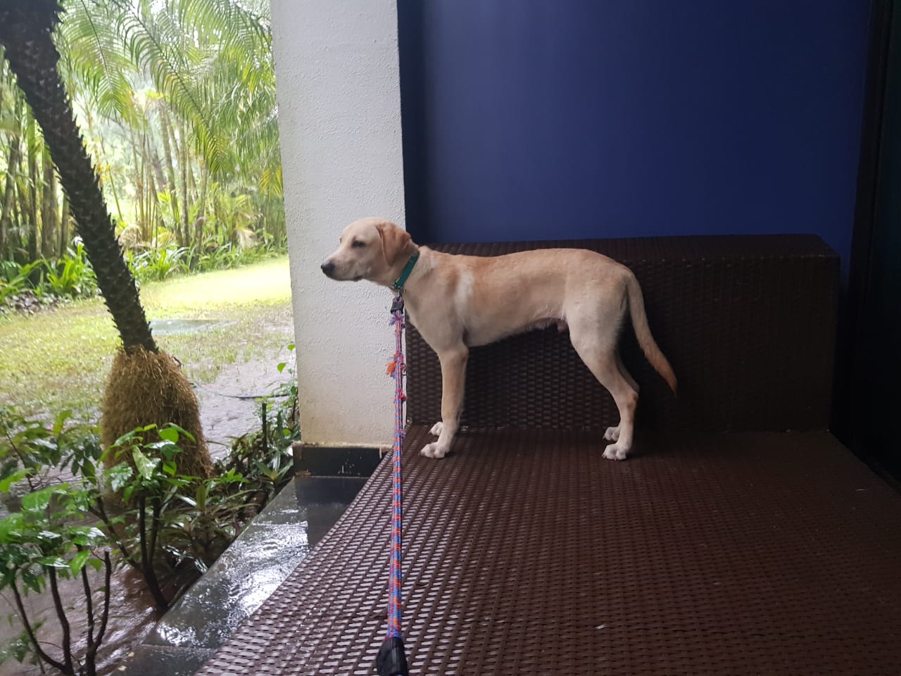Monk looking at rains