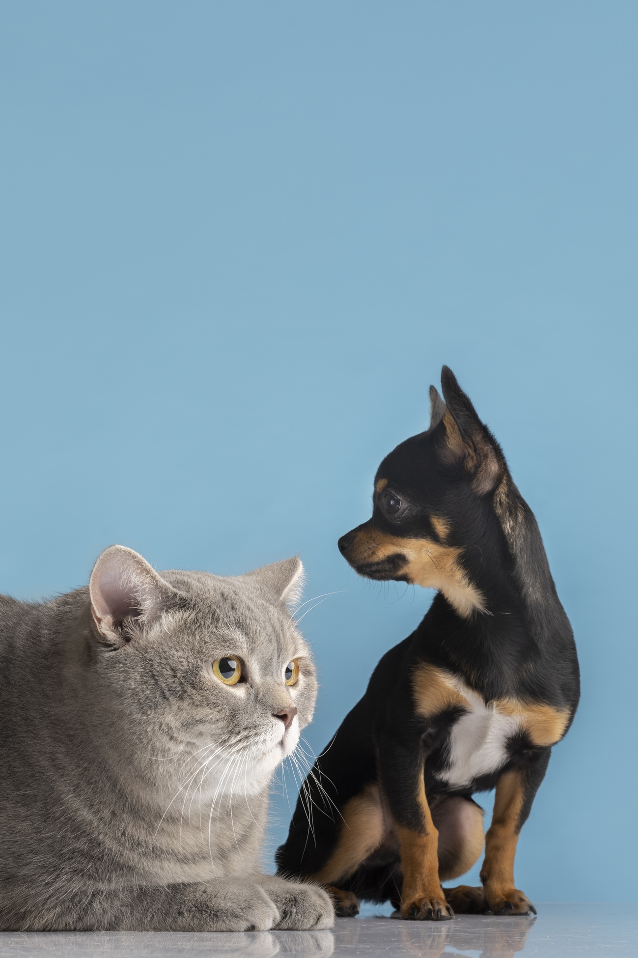 beautiful pet portrait small dog cat