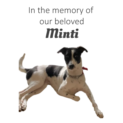 ReHomingTails