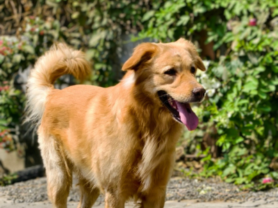 RHT Cover Website (1)