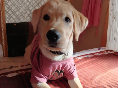 RHT Cover Website (1)