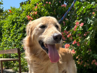 RHT Cover Website (3)